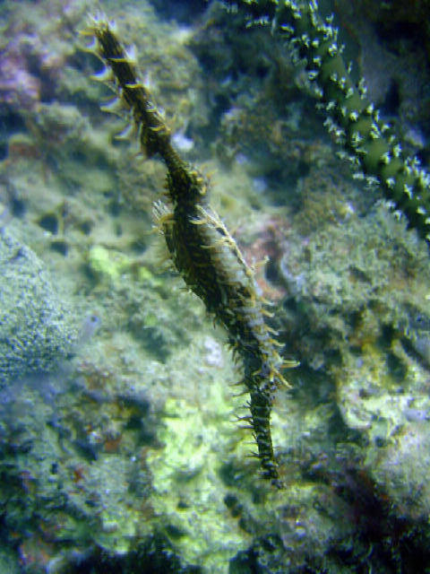 Ornet Gost Pipe Fish 6