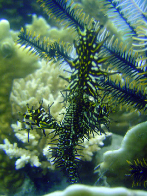 Ornet Gost Pipe Fish 8