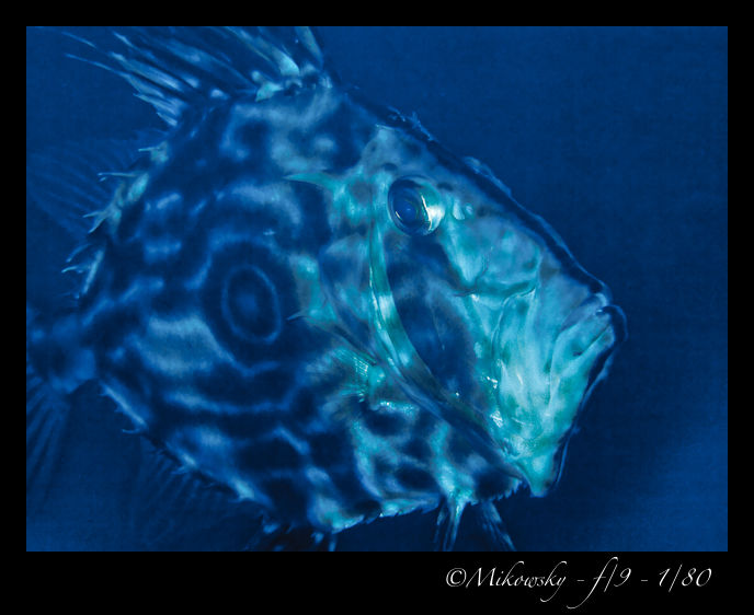 P5303444
