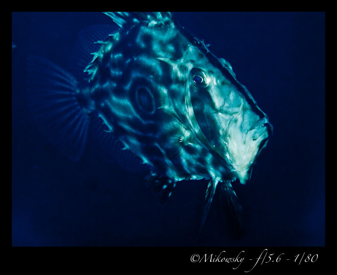 P5303448