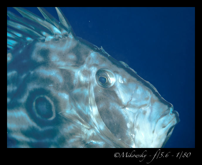 P5303450
