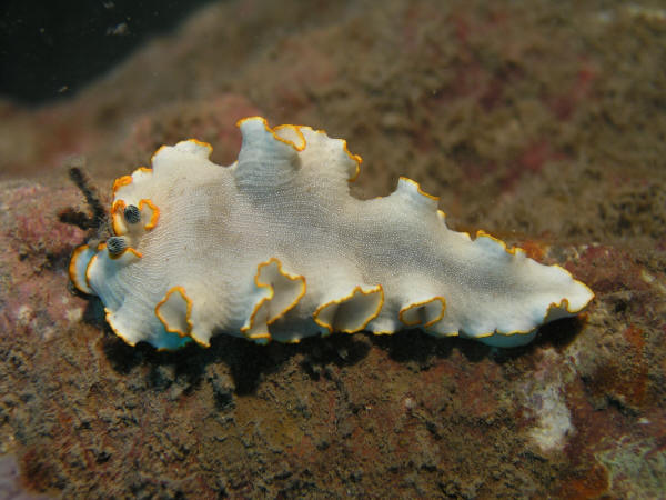 P7100026