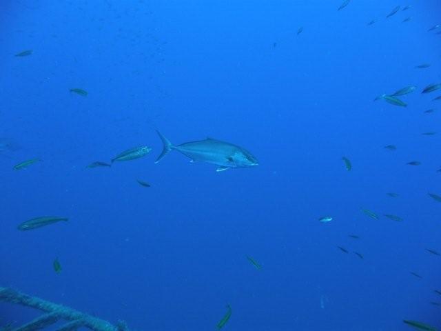 P9200105