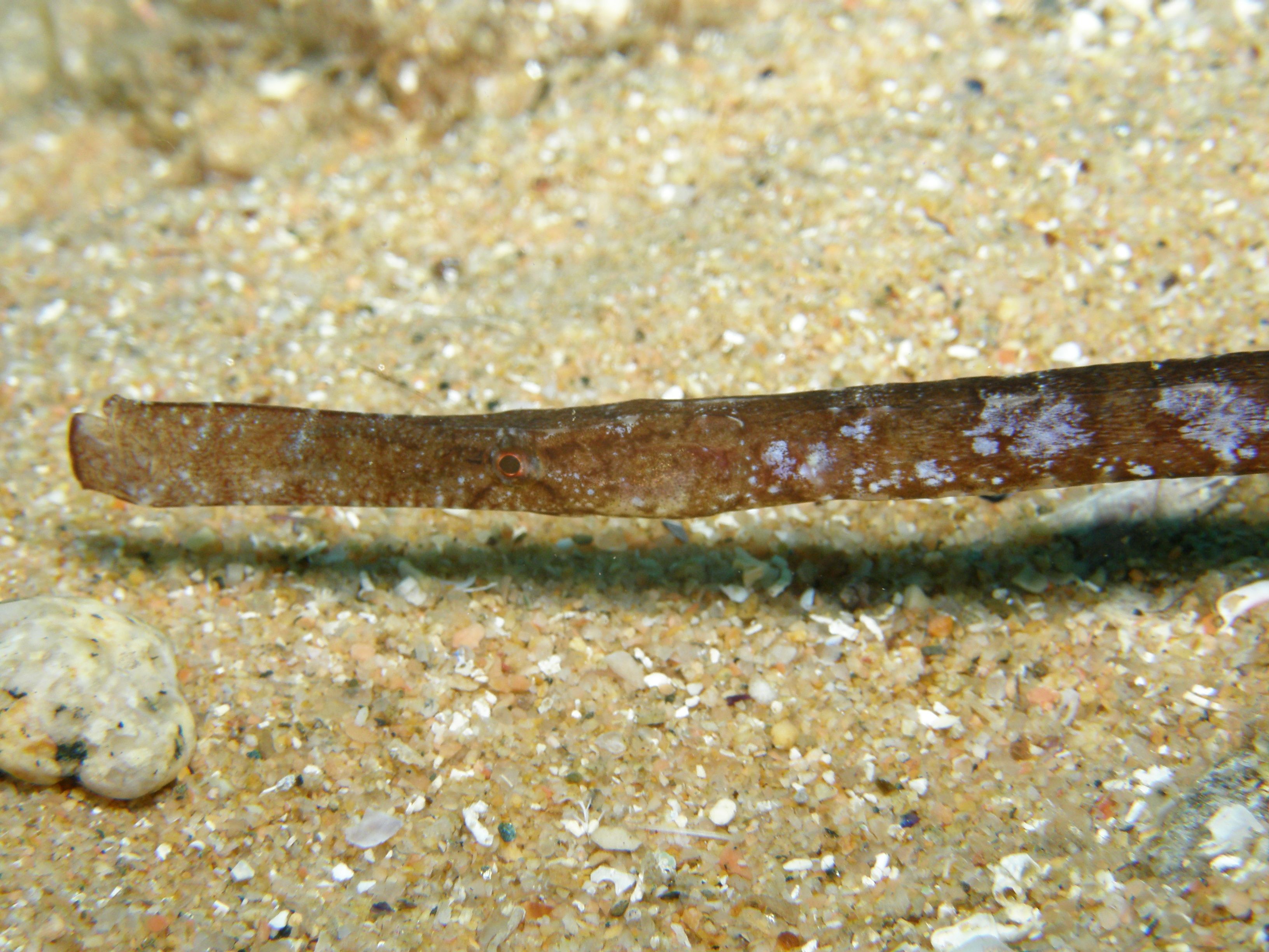 PA070137
