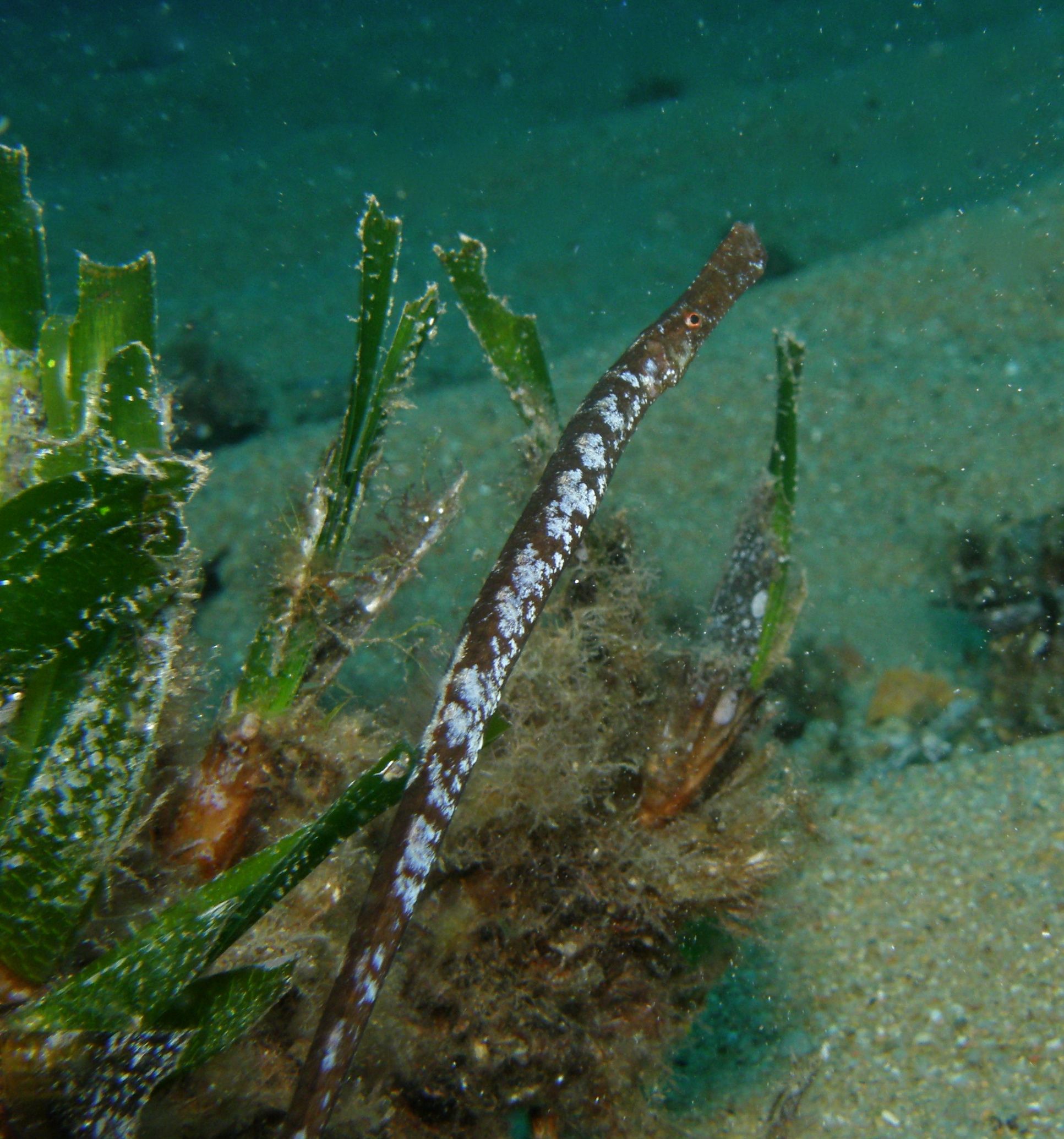 PA070156