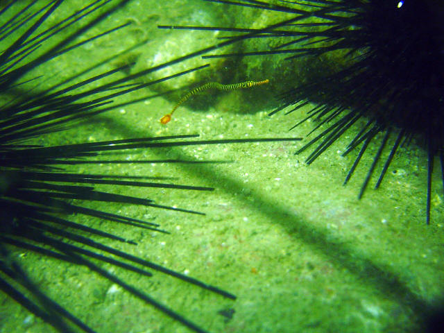 Pipe Fish 4