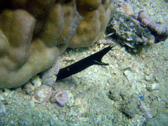 Ribbon eel 21