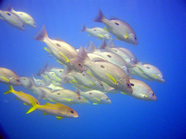 School of fish 5
