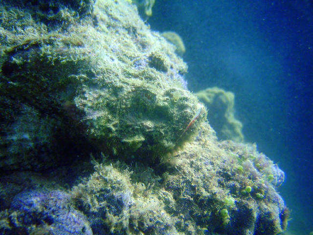 Scorpion Fish