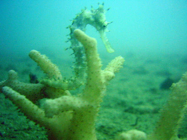 Sea Horse 6