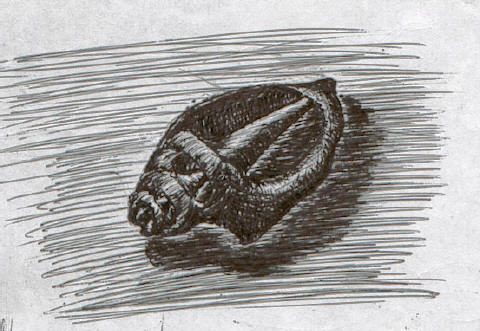 Shell 3