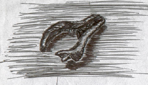 Shell 4