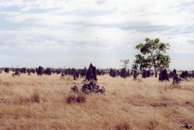 Termites in the Bush