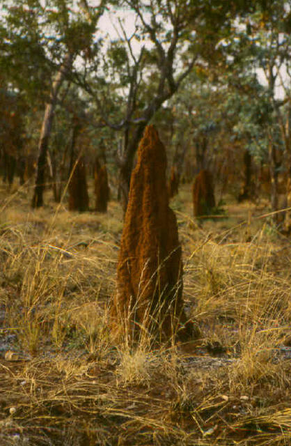 Termites