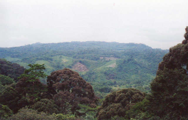 View from Canopi Walk