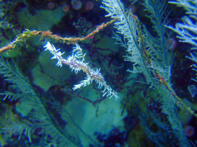 White Gosht Pipe Fish 10
