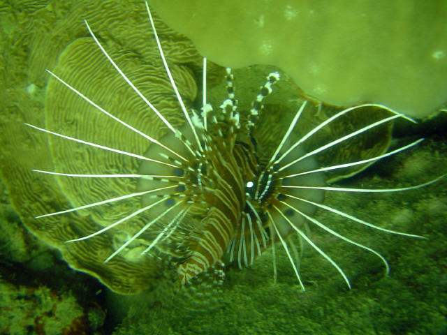 White linned Lion Fish
