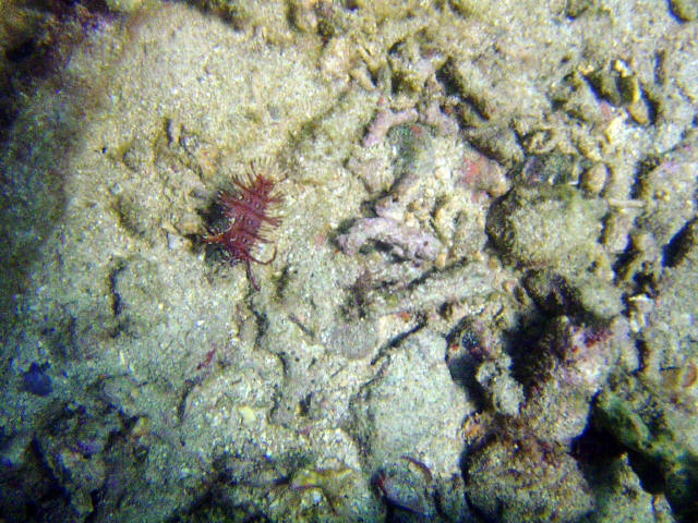 Wrasse Rockmover