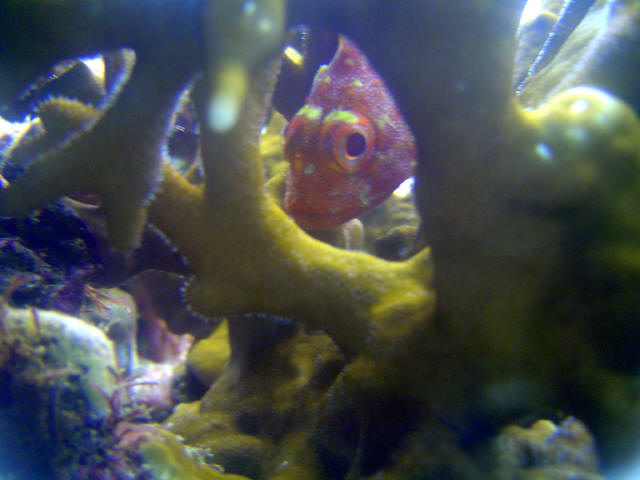 Yellow Spoted Scorpion Fish 4