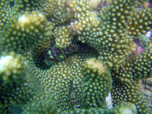 Yellow Spoted Scorpion Fish