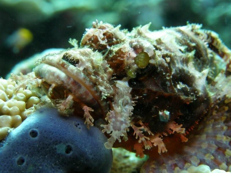 escorpora