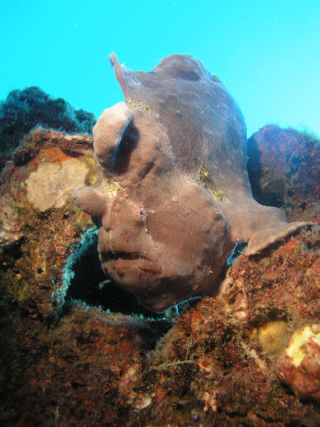 frog fish3