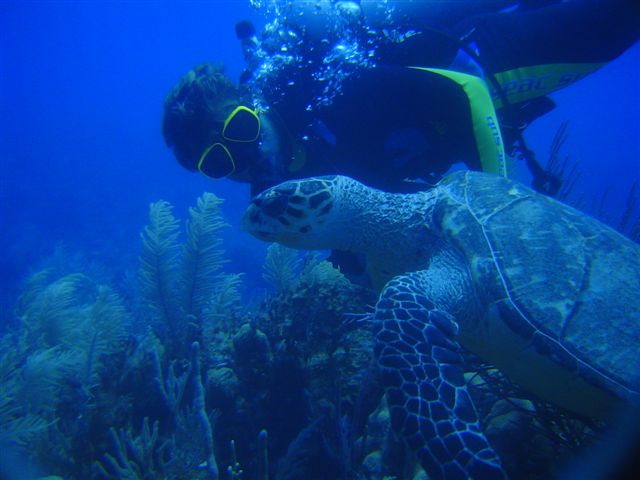 julio and turtle