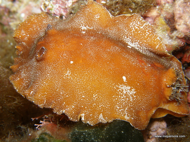 p8150060