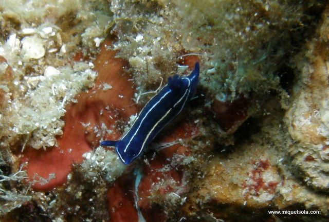p8310114
