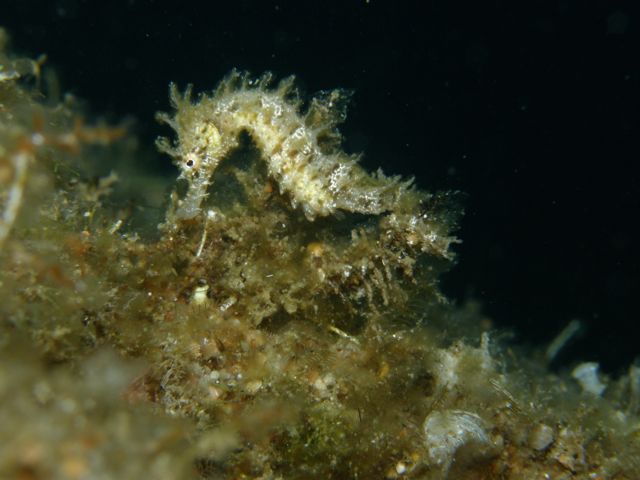 p9140199